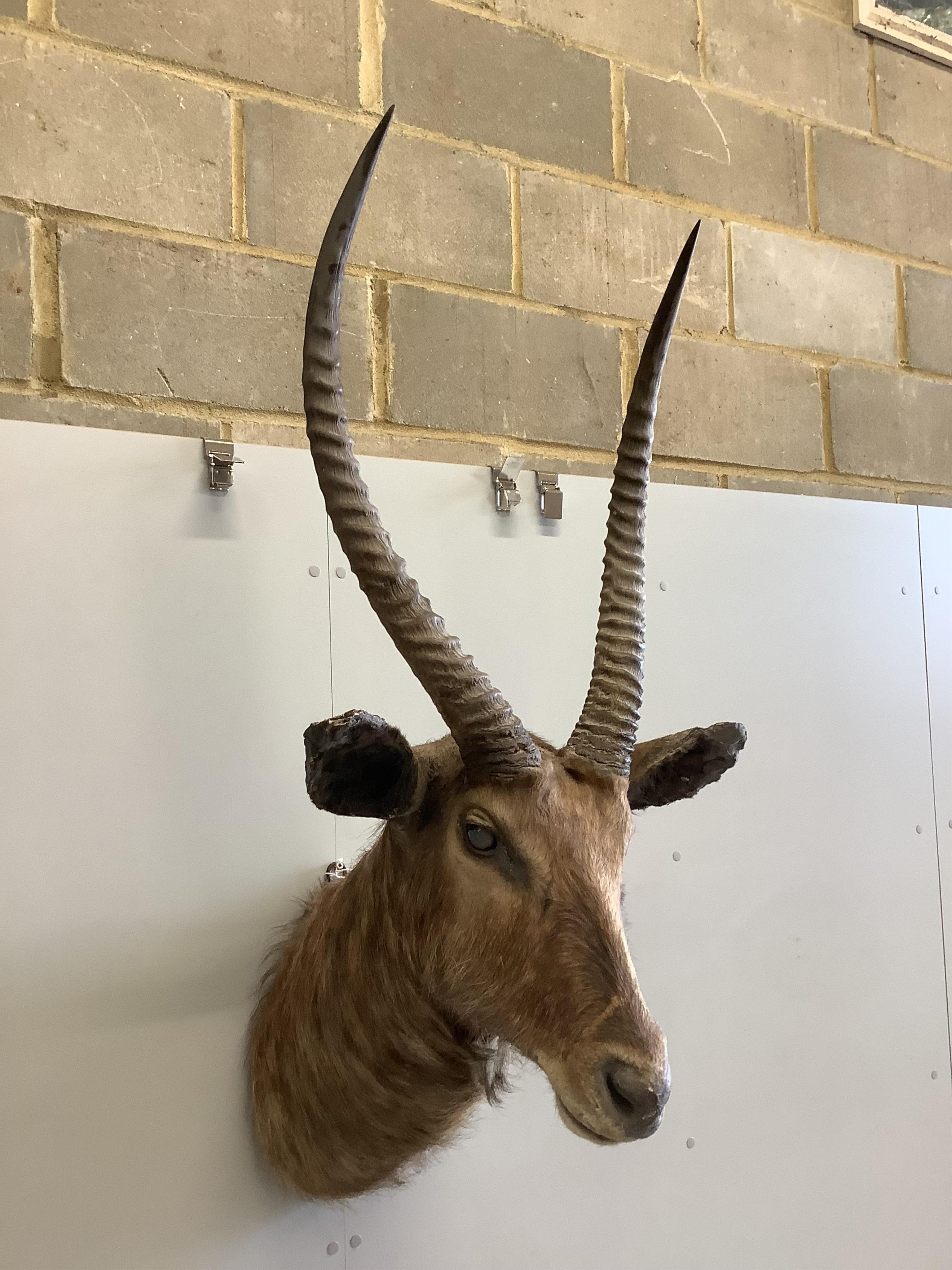 A taxidermy Waterbuck head, height approximately 110cm. Condition - fair